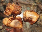 Pet Deli Beef Caps - Patella