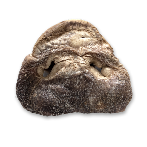 Bones &amp; Co FD Pig Snouts Bulk (14)