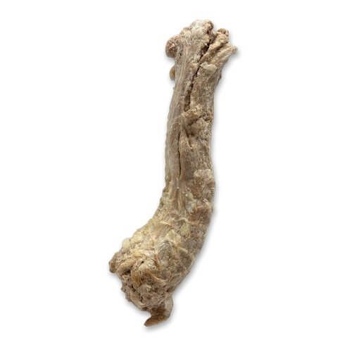 Bones &amp; Co FD Duck Necks Bulk