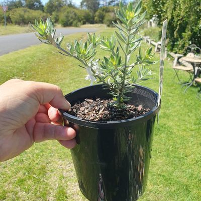 Westringia fruticosa. 🌱$8🌱