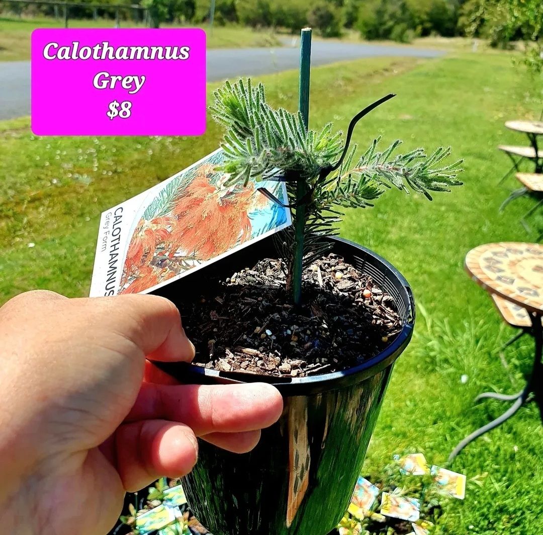 🌱$8🌱 Calothamnus quadrifidus grey