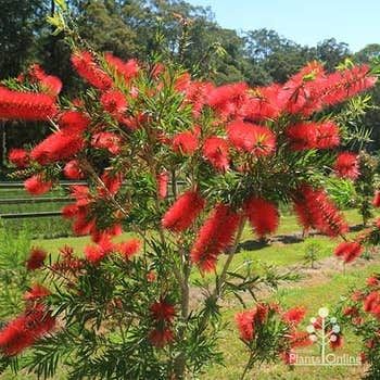 Callistemon Hannah Ray - Bottlebrush  🌱$8🌱