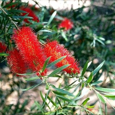 Callistemon Kings Park Special - Bottlebrush 🌱$8🌱