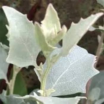 🌱$8🌱 Atriplex nummularia Old Man Saltbush