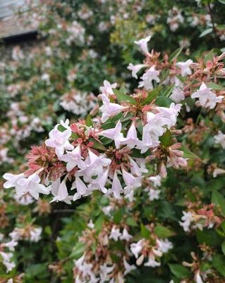 Abelia x. grandiflora. 🌱$8🌱