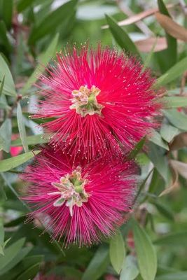 Callistemon comboynensis - Bottlebrush (syn. Melaleuca)  🌱$8🌱