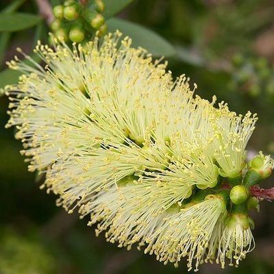 Callistemon pallidus - Bottlebrush 🌱$8🌱