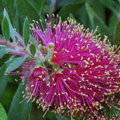 Callistemon violaceus - Bottlebrush  🌱$8🌱