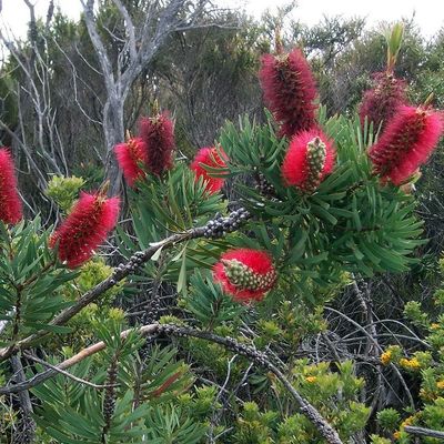 Callistemon glaucus - Bottlebrush  🌱$8🌱