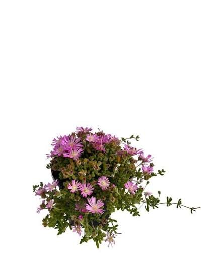 🌱$8🌱 Drosanthemum hispidum Pink Champagne