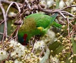 🌱$8🌱 Eucalyptus camaldulensis River Red Gum