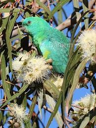 🌱$8🌱 Eucalyptus citriodora – Lemon Scented Gum
