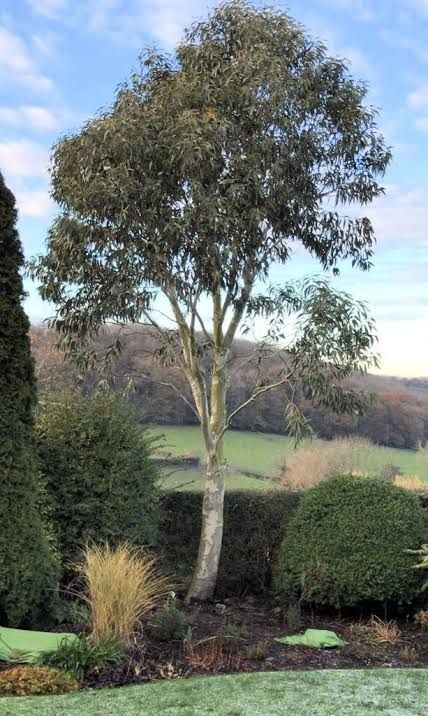 🌱$8🌱 Eucalyptus globulus – Tasmanian Blue Gum