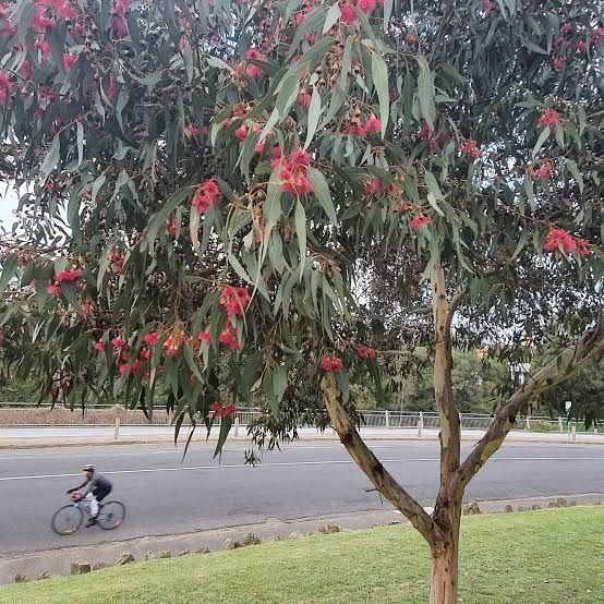 🌱$8🌱 Eucalyptus leucoxylon Megalocarpa Red Flowered Form