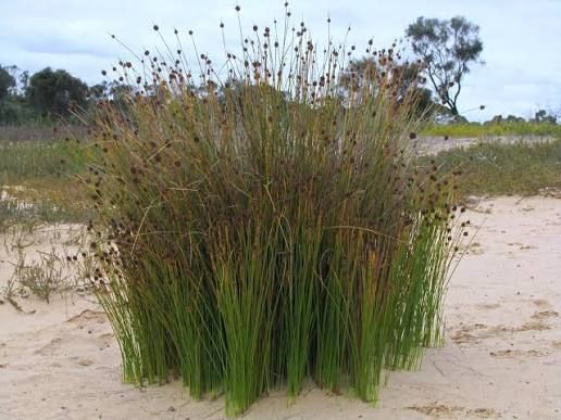 🌱$8🌱 Ficinia nodosa (Syn. Isolepis) Nobby Club Rush