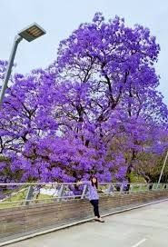 Jacaranda mimosifolia. 🌱$8🌱