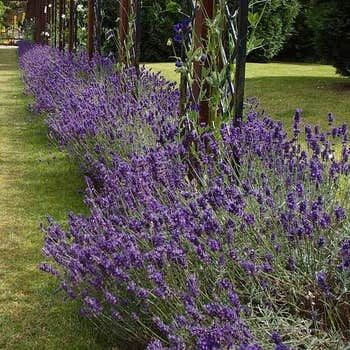 Lavender - Avonview Lavandula stoechas. 🌱$8🌱