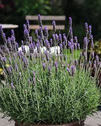 Lavandula dentata French Lavender. 🌱$8🌱