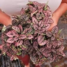 🌱$8🌱 Hypoestes phyllostachya – Polka Dot