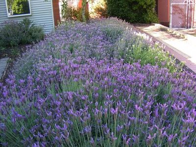 Lavender - Canary Islands Lavandula canariensis. 🌱$8🌱