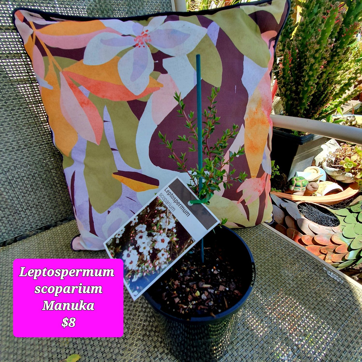 🌱$8🌱 Leptospermum scoparium – Manuka Tea Tree