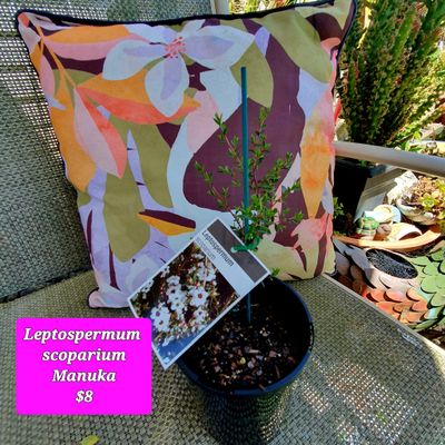 Leptospermum scoparium – Manuka Tea Tree. 🌱$8🌱