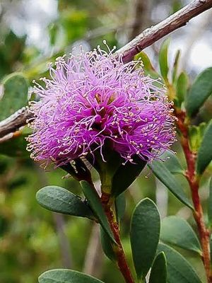 Melaleuca nesophila – Showy Honey Myrtle. 🌱$8🌱