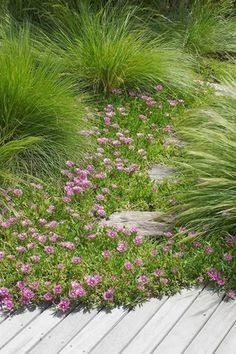 Mesembryanthemum mauve - pigface, ice plant. 🌱$8🌱