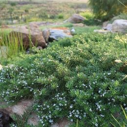 🌱$8🌱 Myoporum parvifolium Broad Leaf