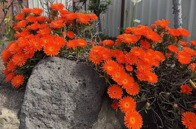 Mesembryanthemum orange - pigface, ice plant. 🌱$8🌱