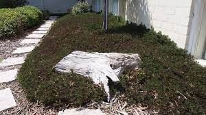 🌱$8🌱 Myoporum parvifolium Purpurea