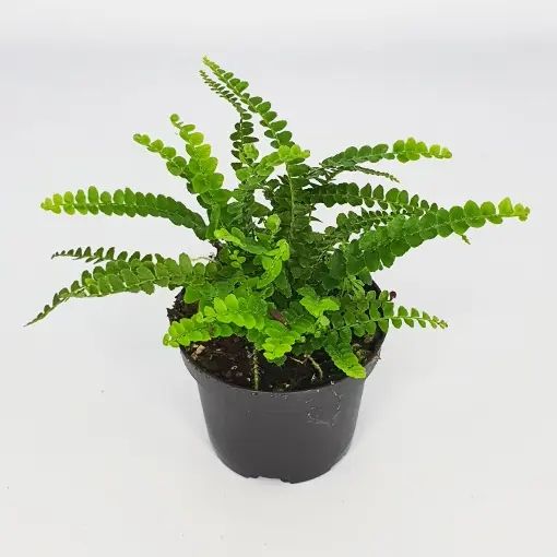 🌱$15🌱 Nephrolepis cordifolia Duffii Fern