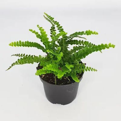 Nephrolepis cordifolia Duffii Fern. 🌱$15🌱