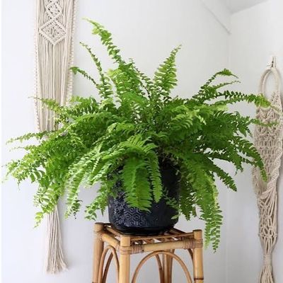 Boston Fern - Nephrolepis Exaltata. 🌱$12🌱