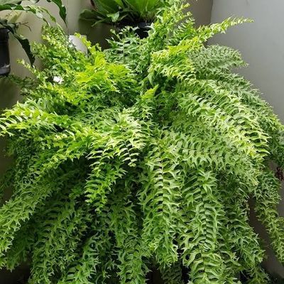 Nephrolepis Falcata Furcans 'Fishtail Fern'  🌱$15🌱