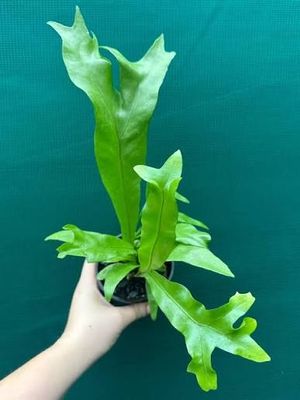 Microsorum punctatum Green Flame. 🌱$15🌱
