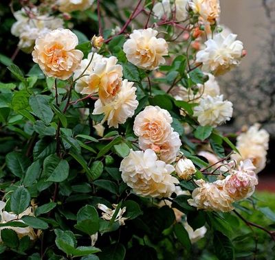 Buff Beauty Heritage Rose - Climbing. 🌱$45🌱