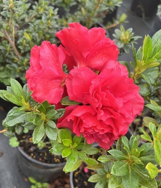 🌱$10🌱 Azalea 'Super Red'