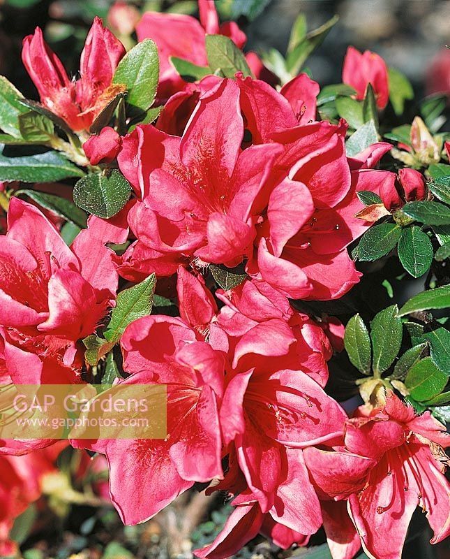 🌱$10🌱 Azalea 'Lucille K'
