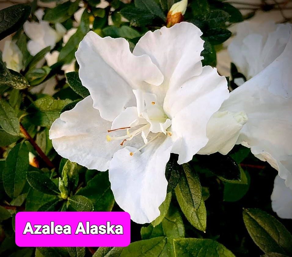 🌱$10🌱 Azalea 'Alaska'
