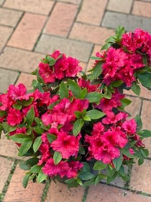 Azalea 'Red Wings'  🌱$10🌱