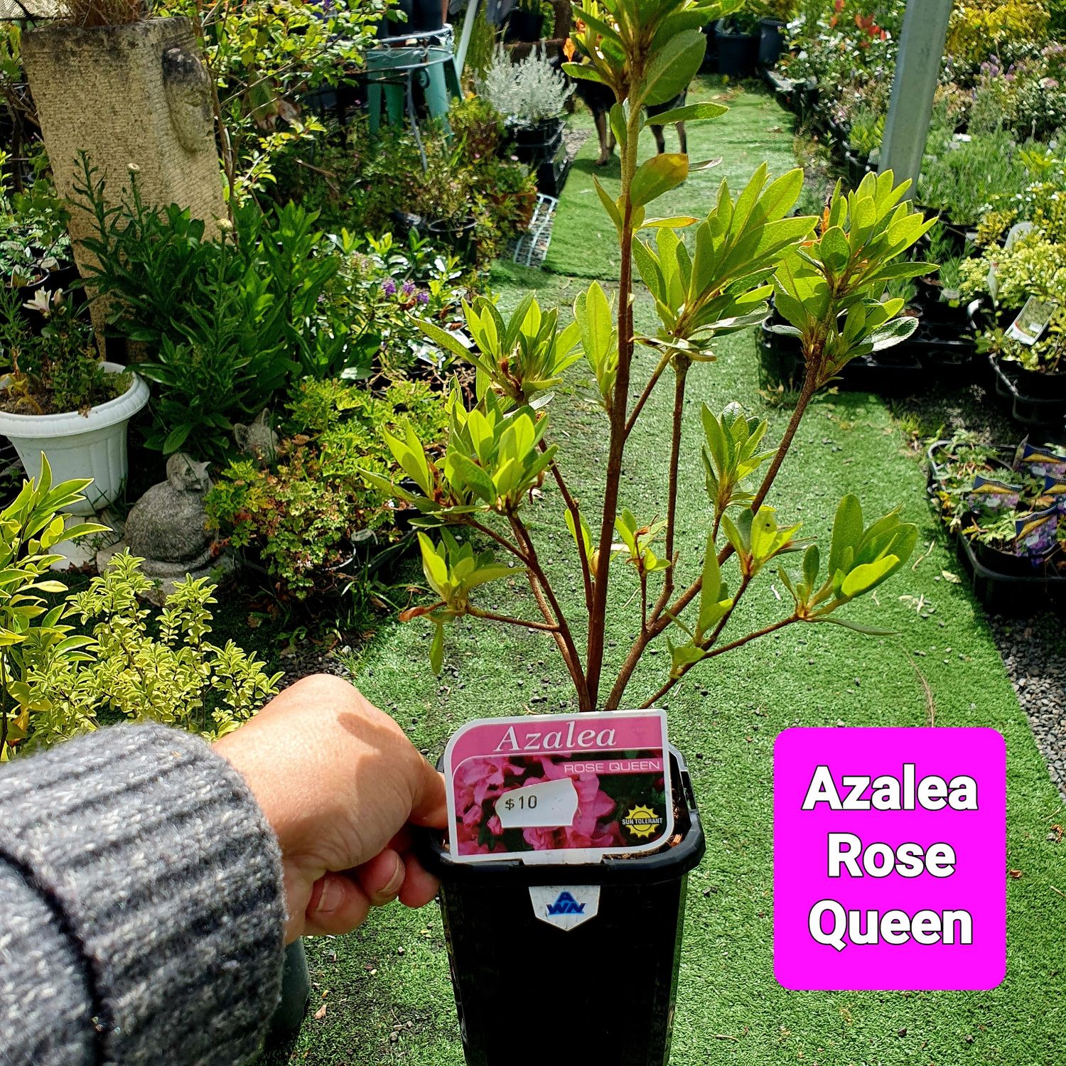 🌱$10🌱 Azalea 'Rose Queen'