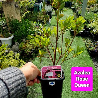 Azalea 'Rose Queen'  🌱$10🌱
