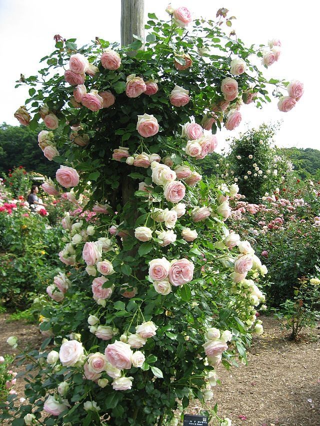 🌱$55🌱 Eden’s Blaise – Climbing Rose