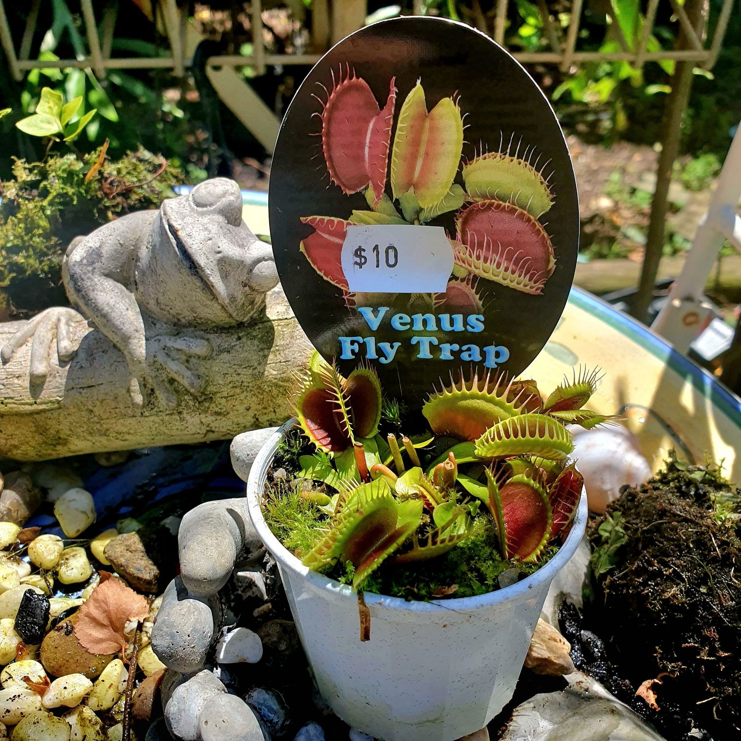 🌱$10🌱 VENUS FLY TRAP