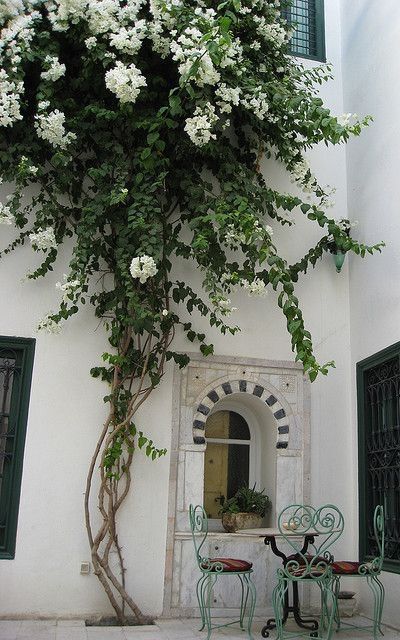 🌱$25🌱 Bougainvillea White Cascade
