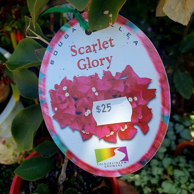 Bougainvillea Scarlet Glory. 🌱$25🌱