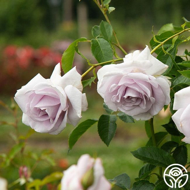 🌱$35🌱 Lagerfeld Hybrid Tea Rose