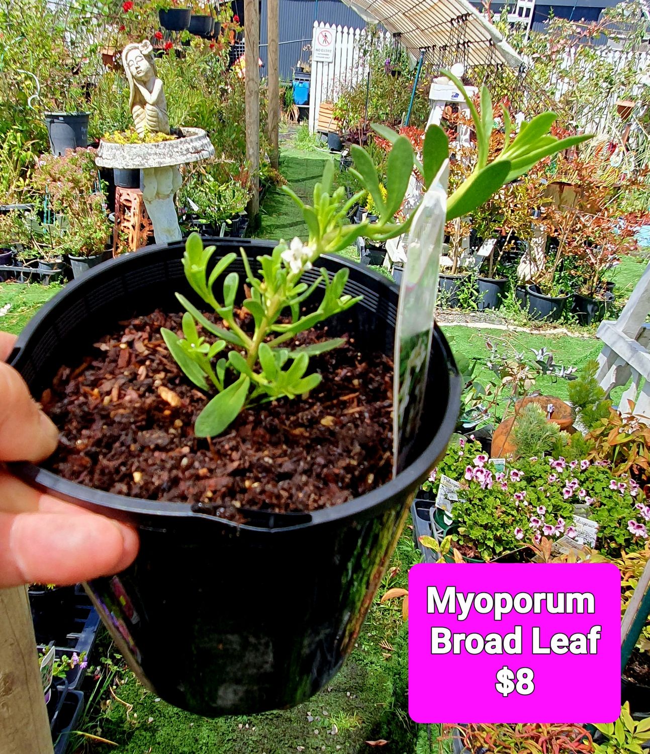 Myoporum parvifolium Broad Leaf. 🌱$8🌱