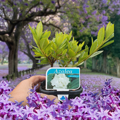 Azalea 'Alaska' 🌱$10🌱